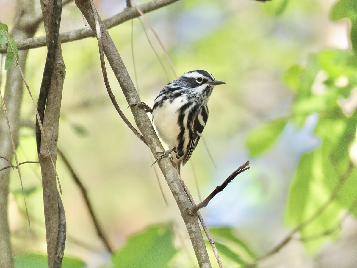 Black-and-white Warbler - ML617128909