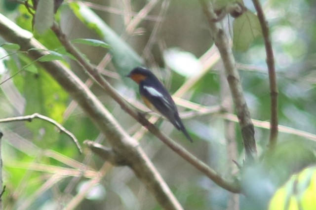 Mugimaki Flycatcher at ถนนทีไมมีชือ, Chang Wat Chaiyaphum, TH (16.427, 101.589) by Benjamin Pap