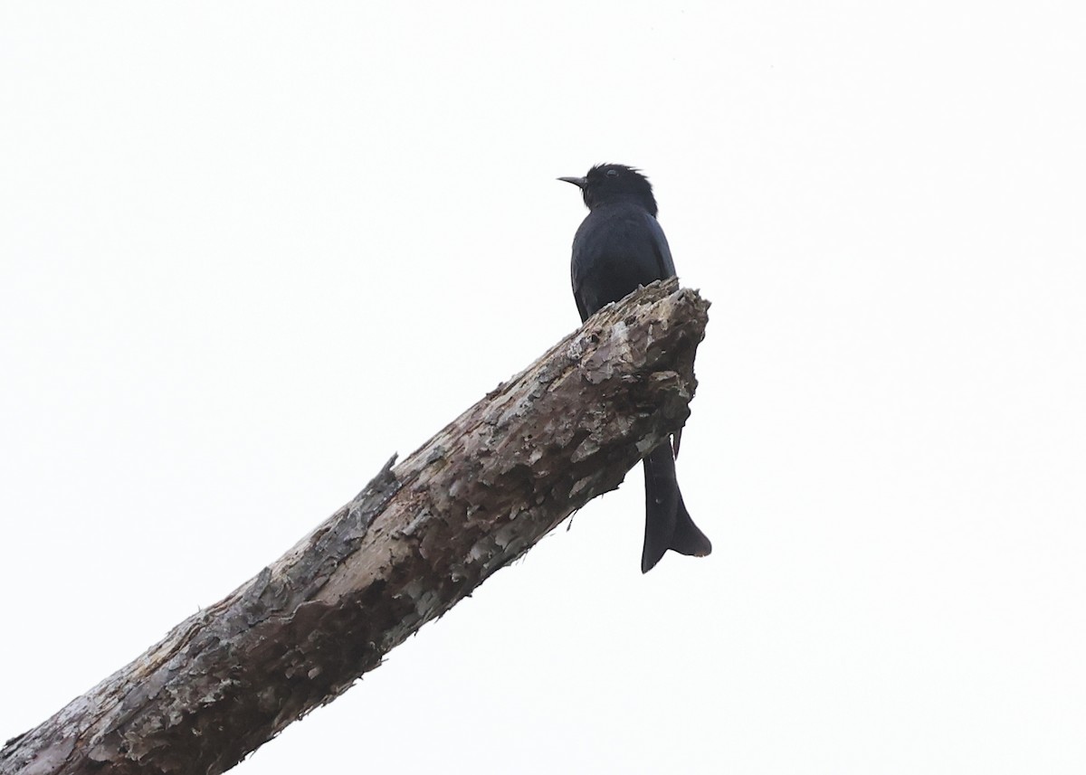 Square-tailed Drongo-Cuckoo - ML617129080