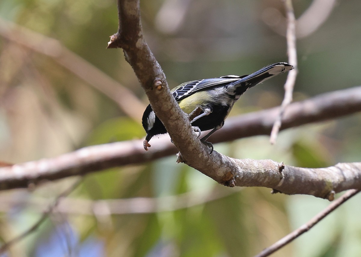 Green-backed Tit - ML617129087