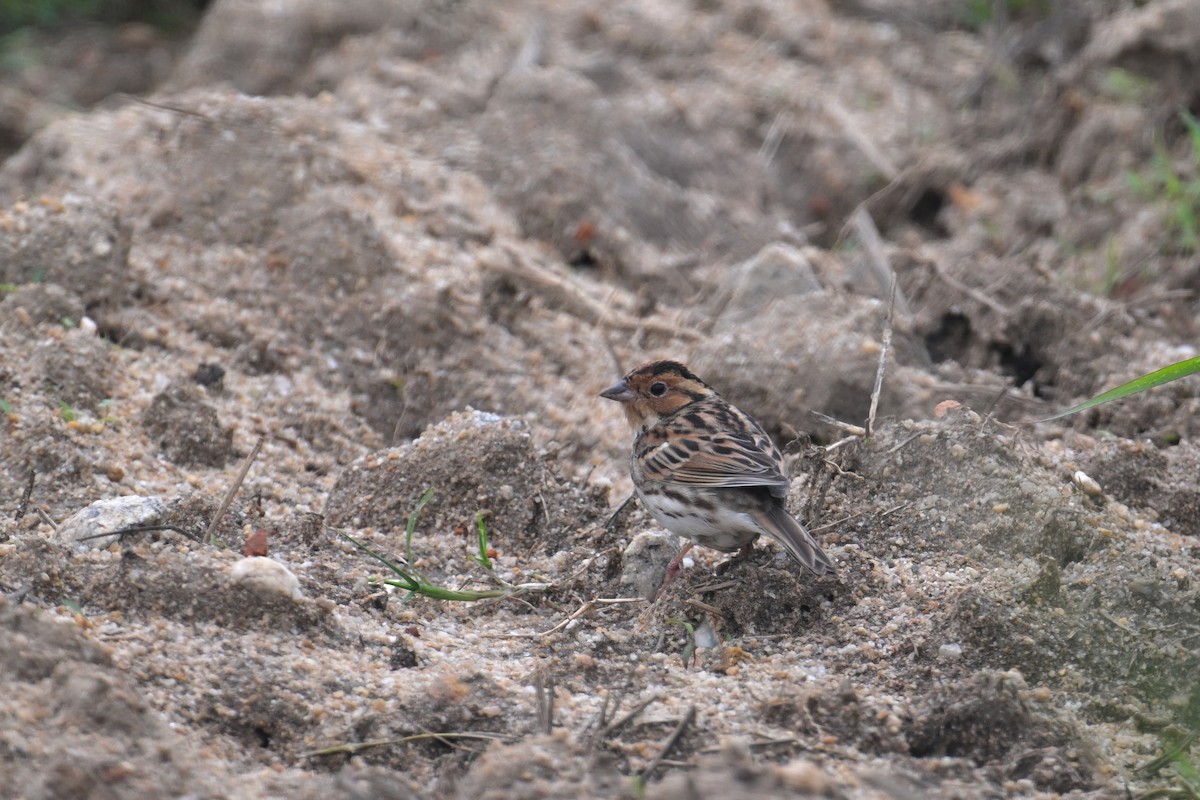 Little Bunting - Ting-Wei (廷維) HUNG (洪)
