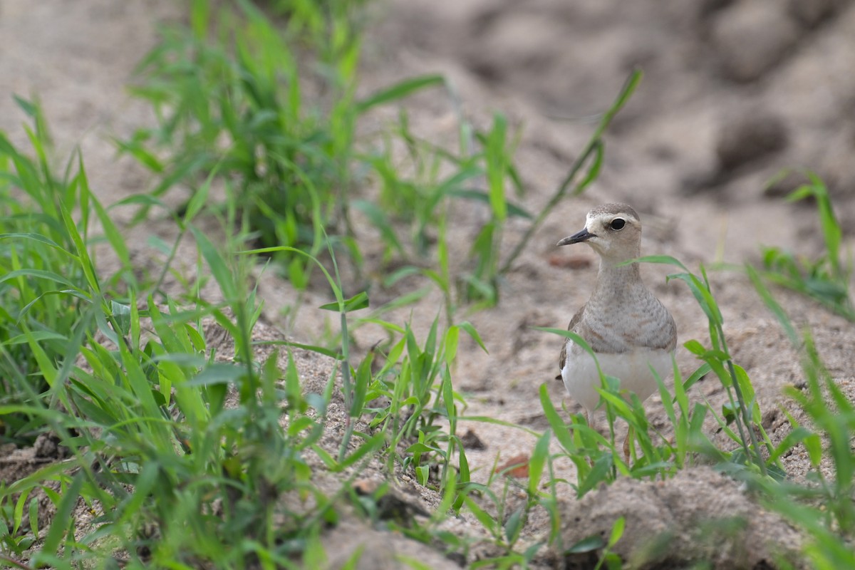 Oriental Plover - Ting-Wei (廷維) HUNG (洪)