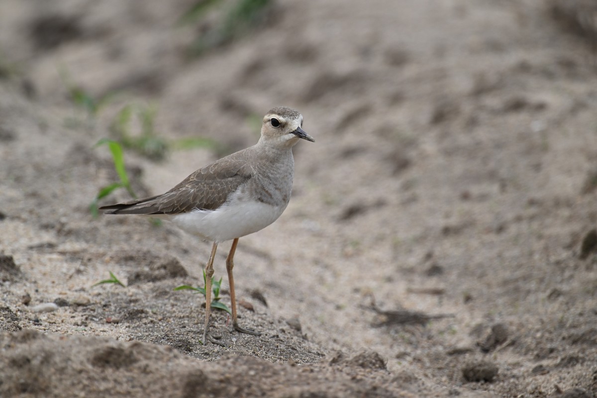 Oriental Plover - Ting-Wei (廷維) HUNG (洪)