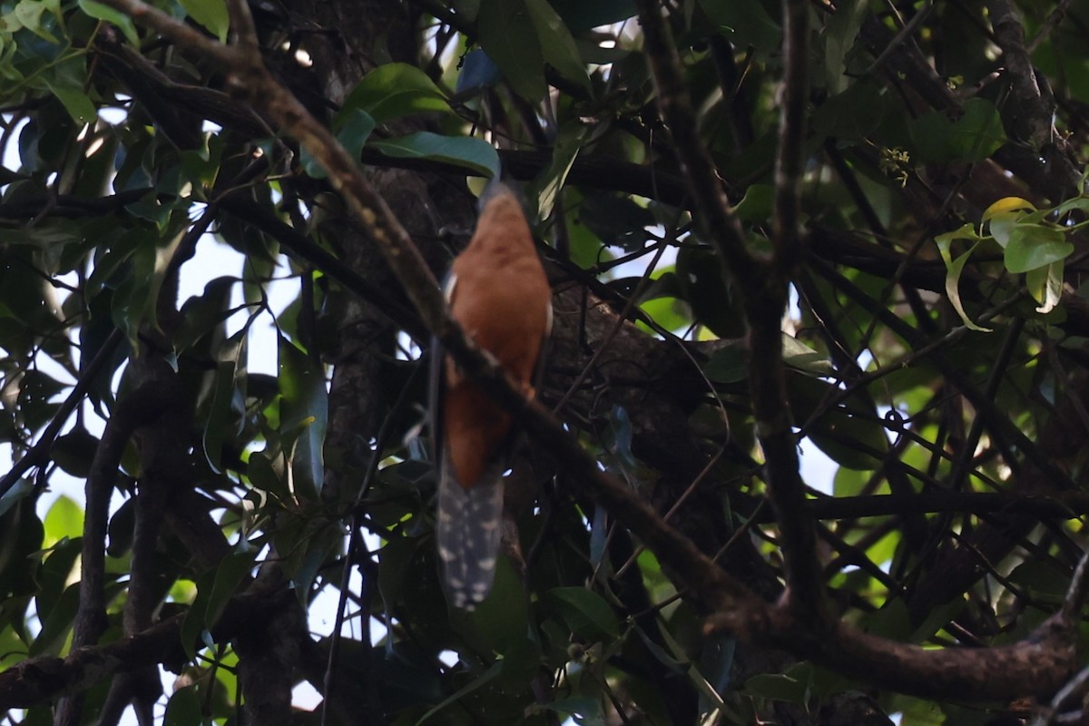 Chestnut-breasted Cuckoo - ML617129214