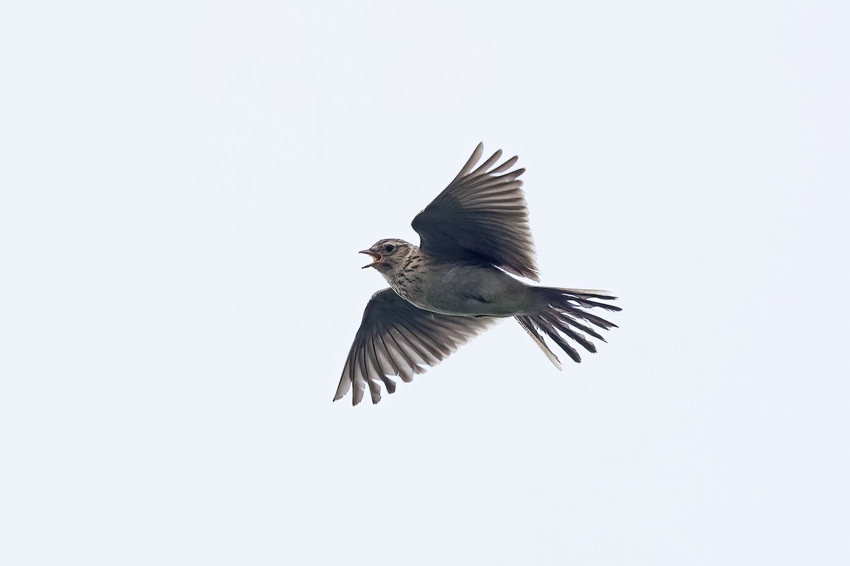 Eurasian Skylark (European) - ML617129298