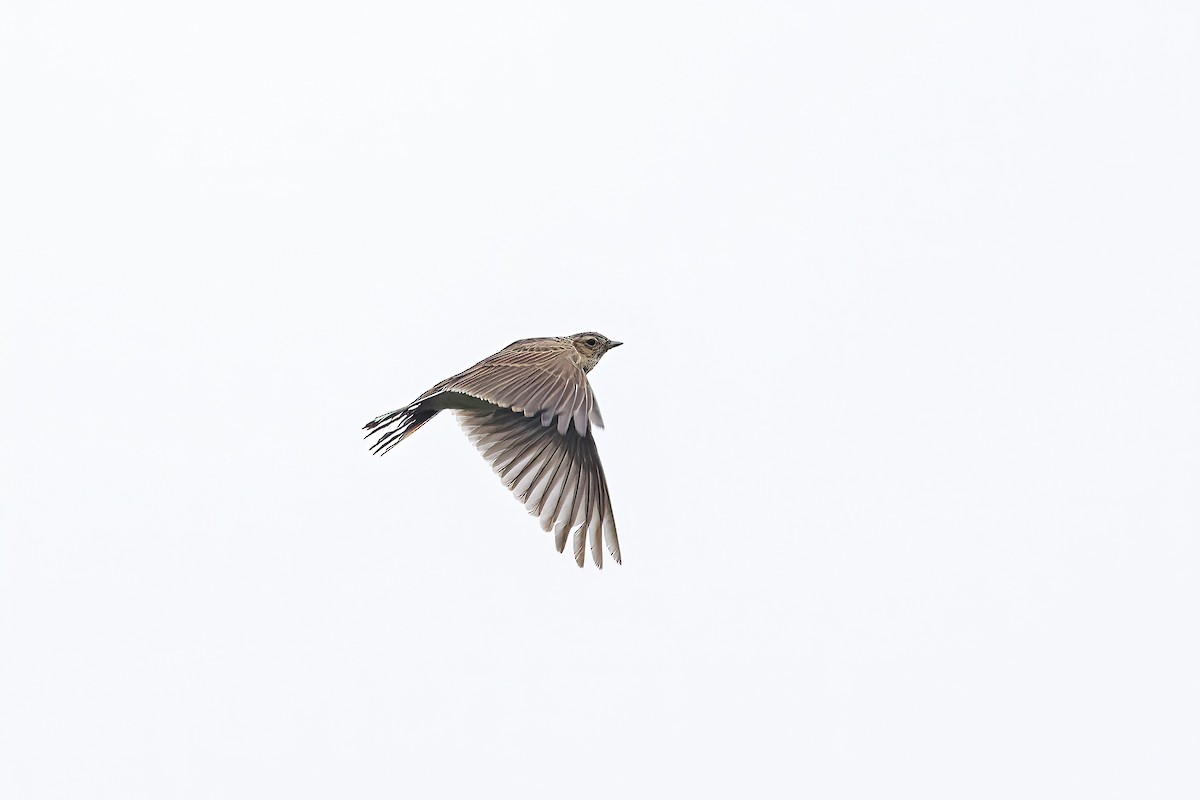 Eurasian Skylark (European) - Nigel Voaden