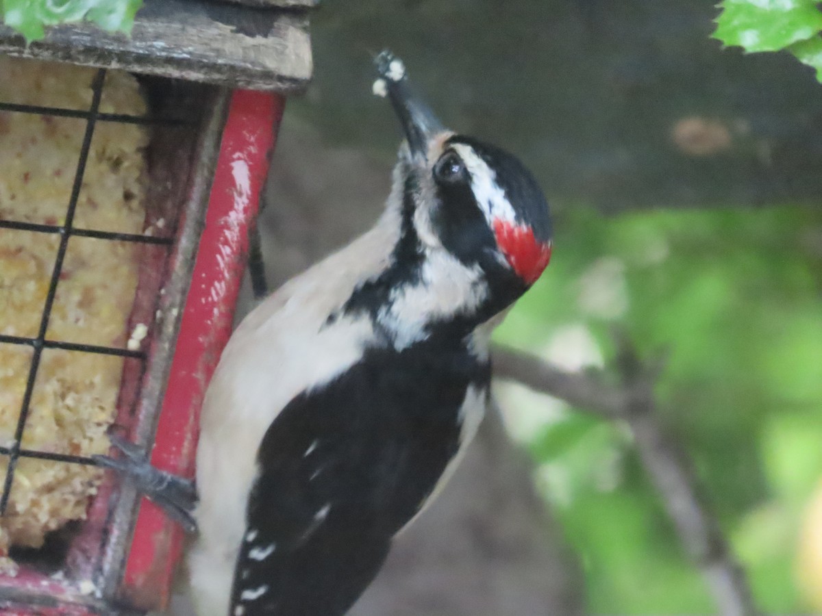 Hairy Woodpecker (Pacific) - ML617129376