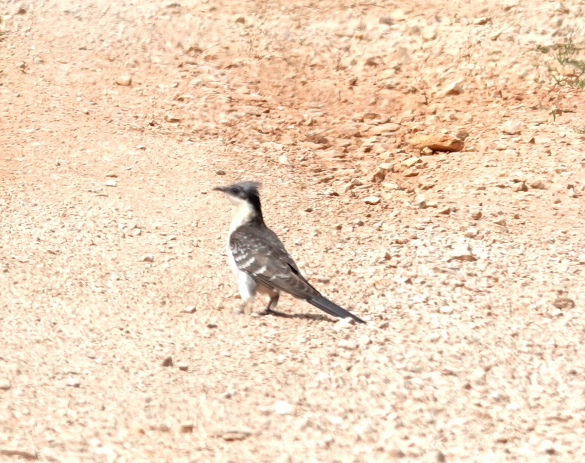 Great Spotted Cuckoo - ML617129600