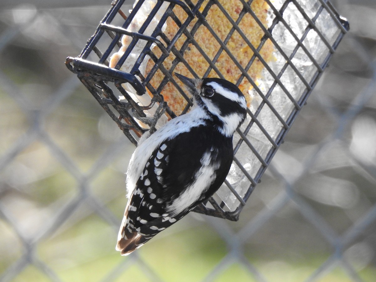 Downy Woodpecker - Jacques Bélanger