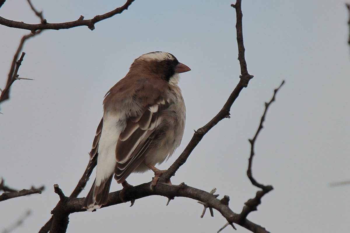 White-browed Sparrow-Weaver - ML617129735