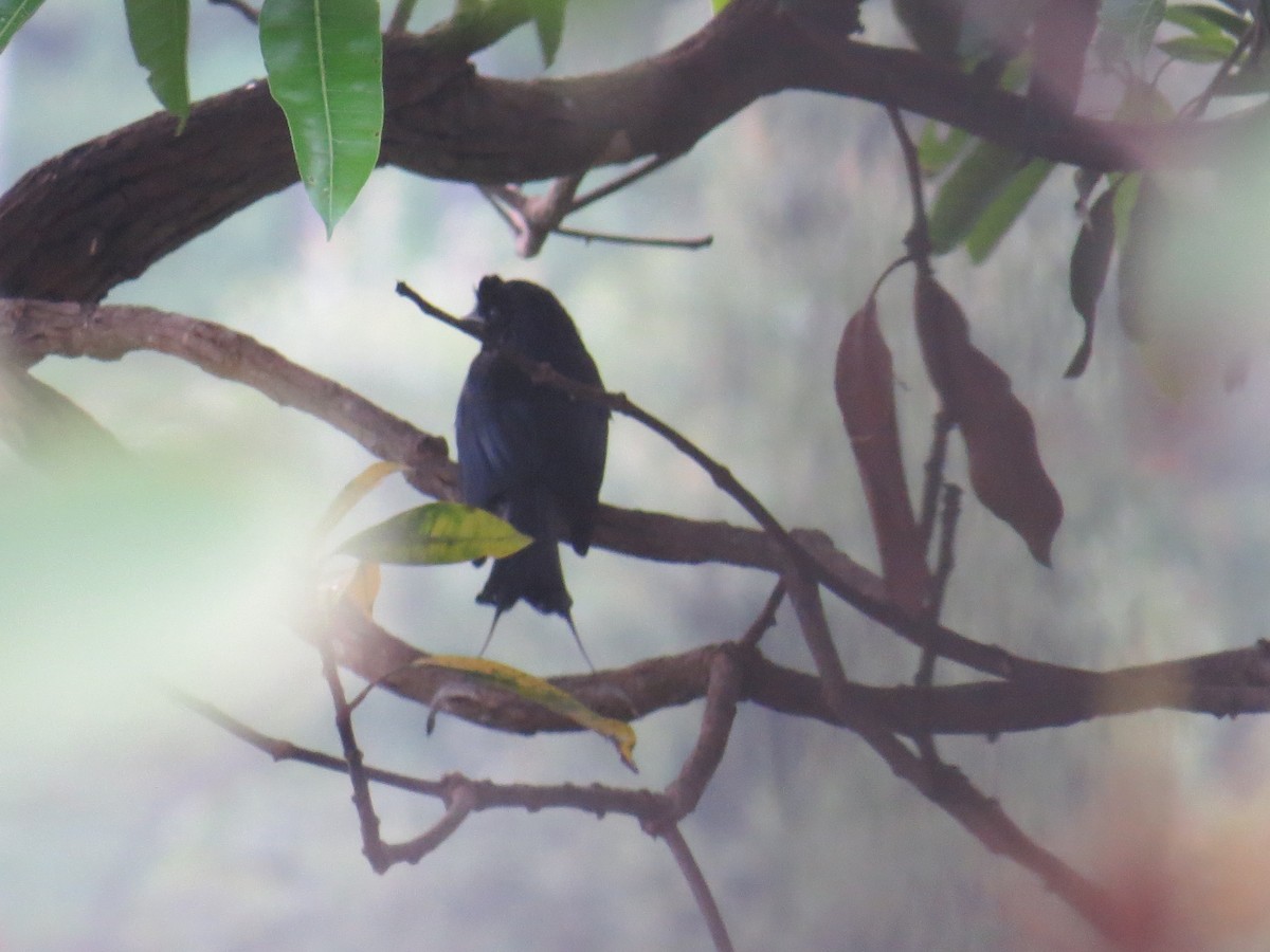 Greater Racket-tailed Drongo - ML617129764
