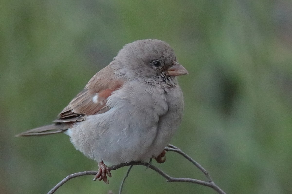 Southern Gray-headed Sparrow - ML617129786