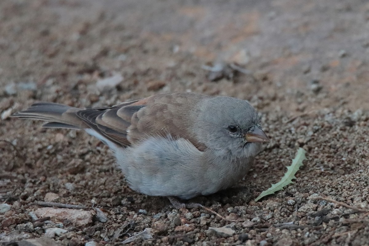 Southern Gray-headed Sparrow - ML617129787