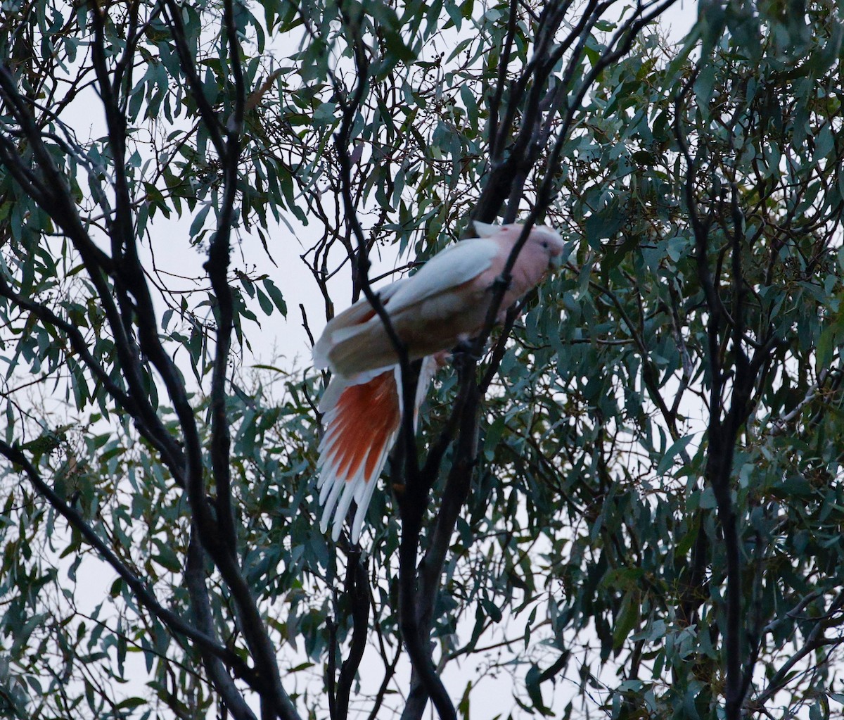 Pink Cockatoo - Chris Dwyer