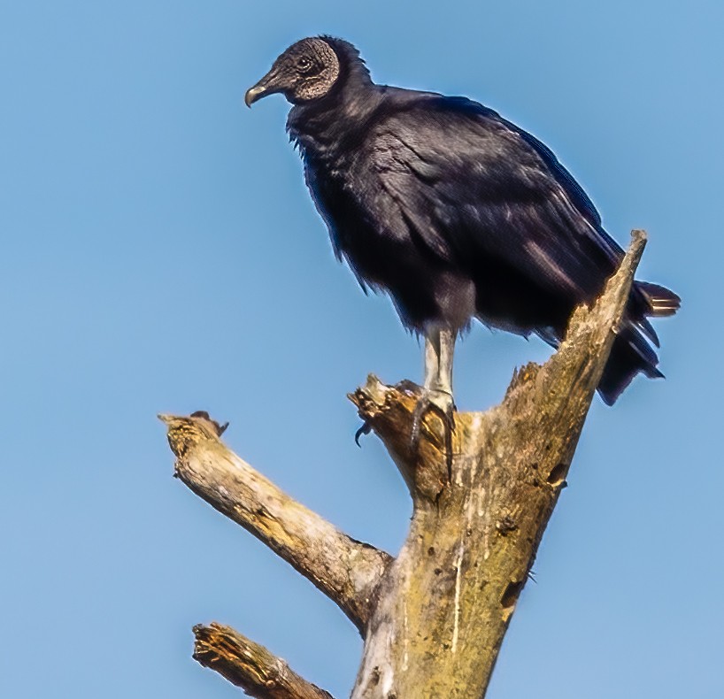 Black Vulture - ML617129895