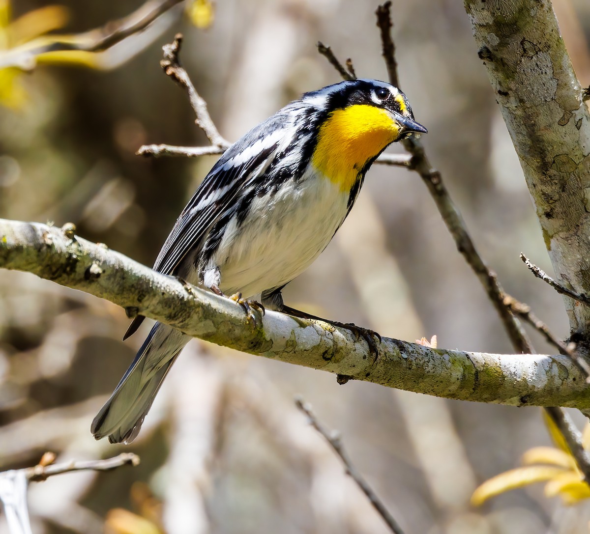 Yellow-throated Warbler - ML617129937