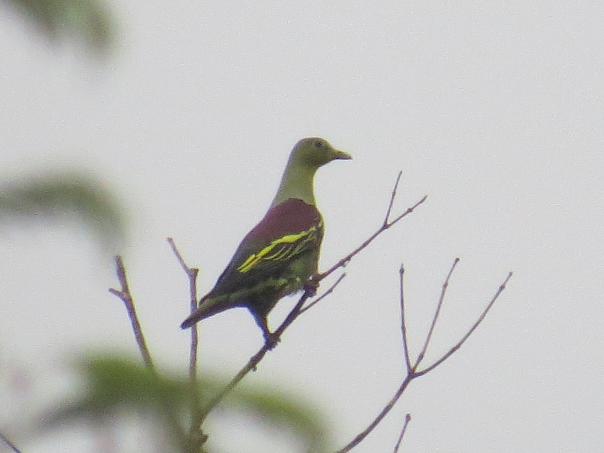 Gray-fronted Green-Pigeon - ML617129999
