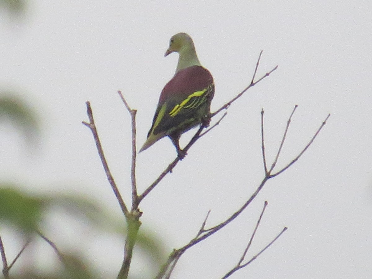 Gray-fronted Green-Pigeon - Chris Bowden