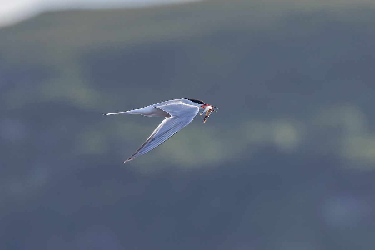 Arctic Tern - Nigel Voaden