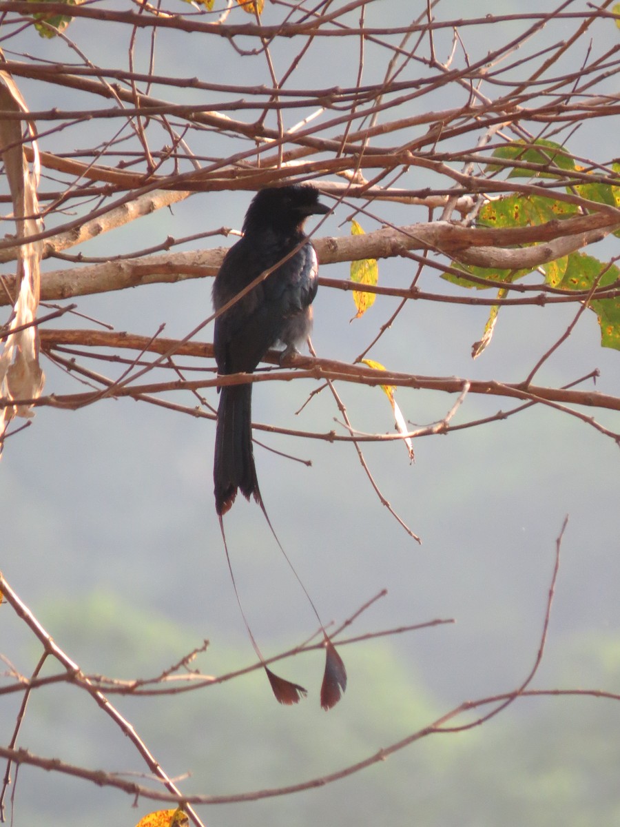 Greater Racket-tailed Drongo - ML617130031
