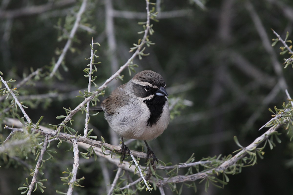 Black-throated Sparrow - ML617130103