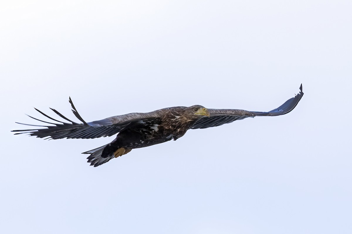 White-tailed Eagle - ML617130160