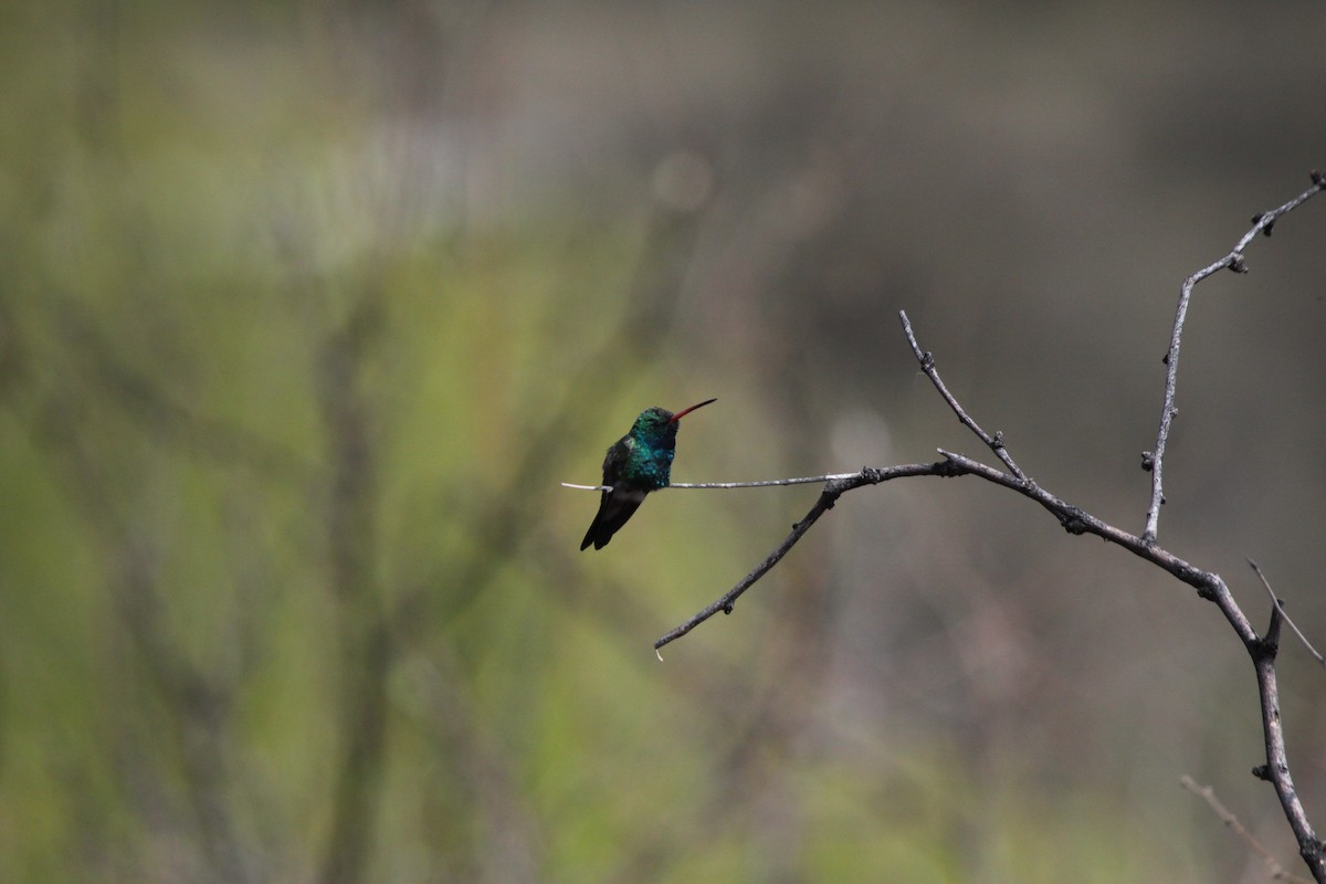 Broad-billed Hummingbird - ML617130205
