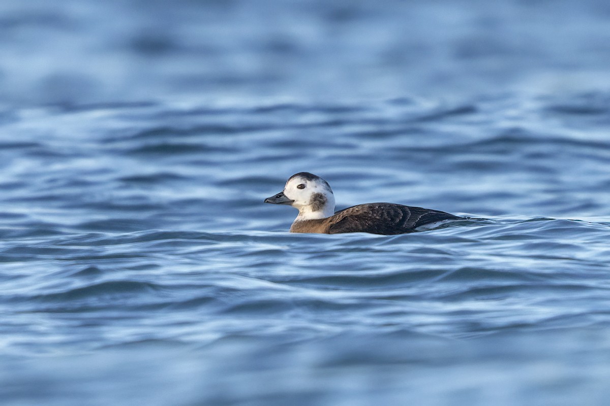 Long-tailed Duck - ML617130233