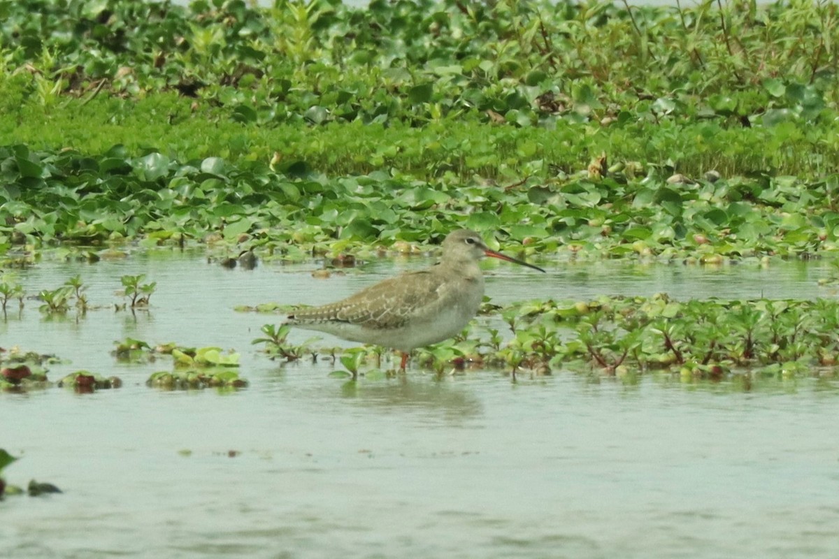Spotted Redshank - ML617130340