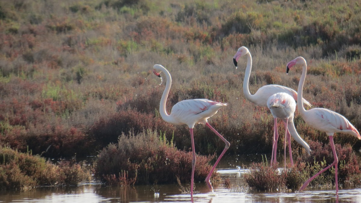 Greater Flamingo - louie macdonald