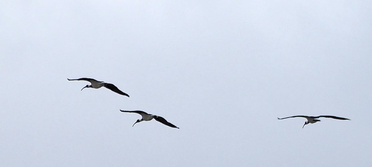ibis slámokrký - ML617130457