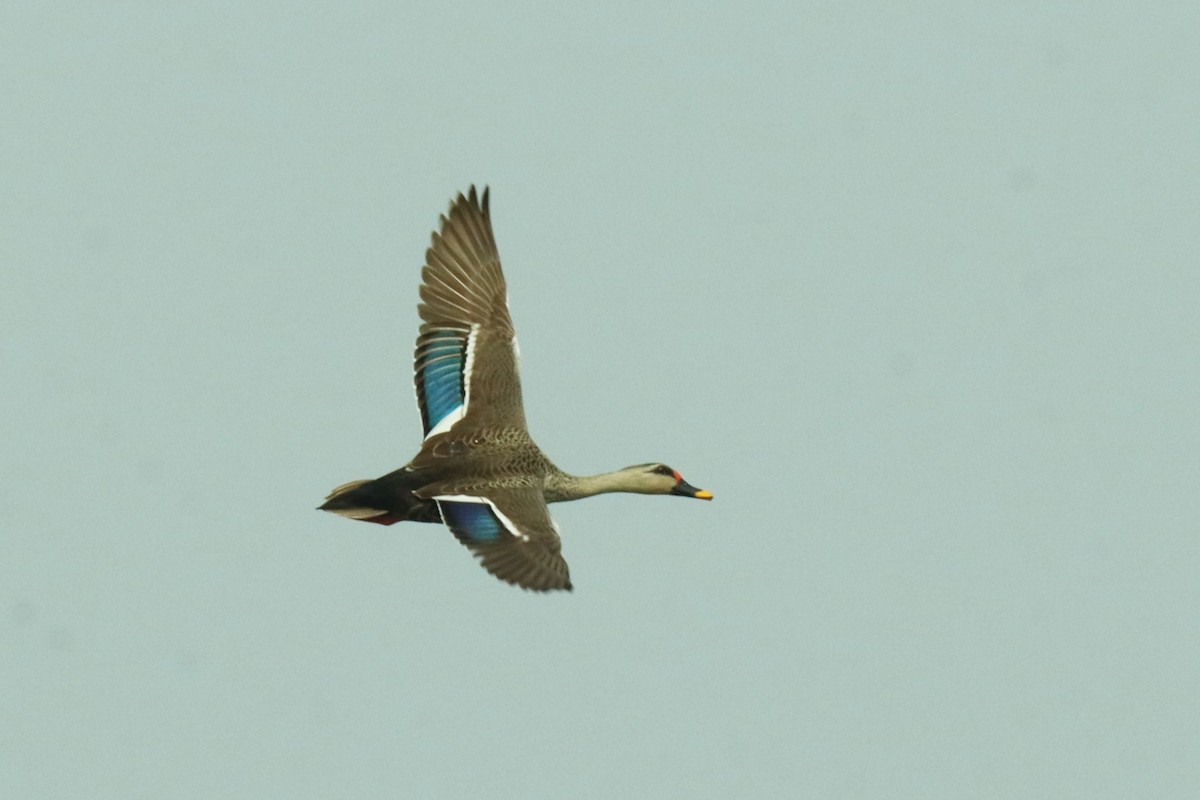 Indian Spot-billed Duck - ML617130503