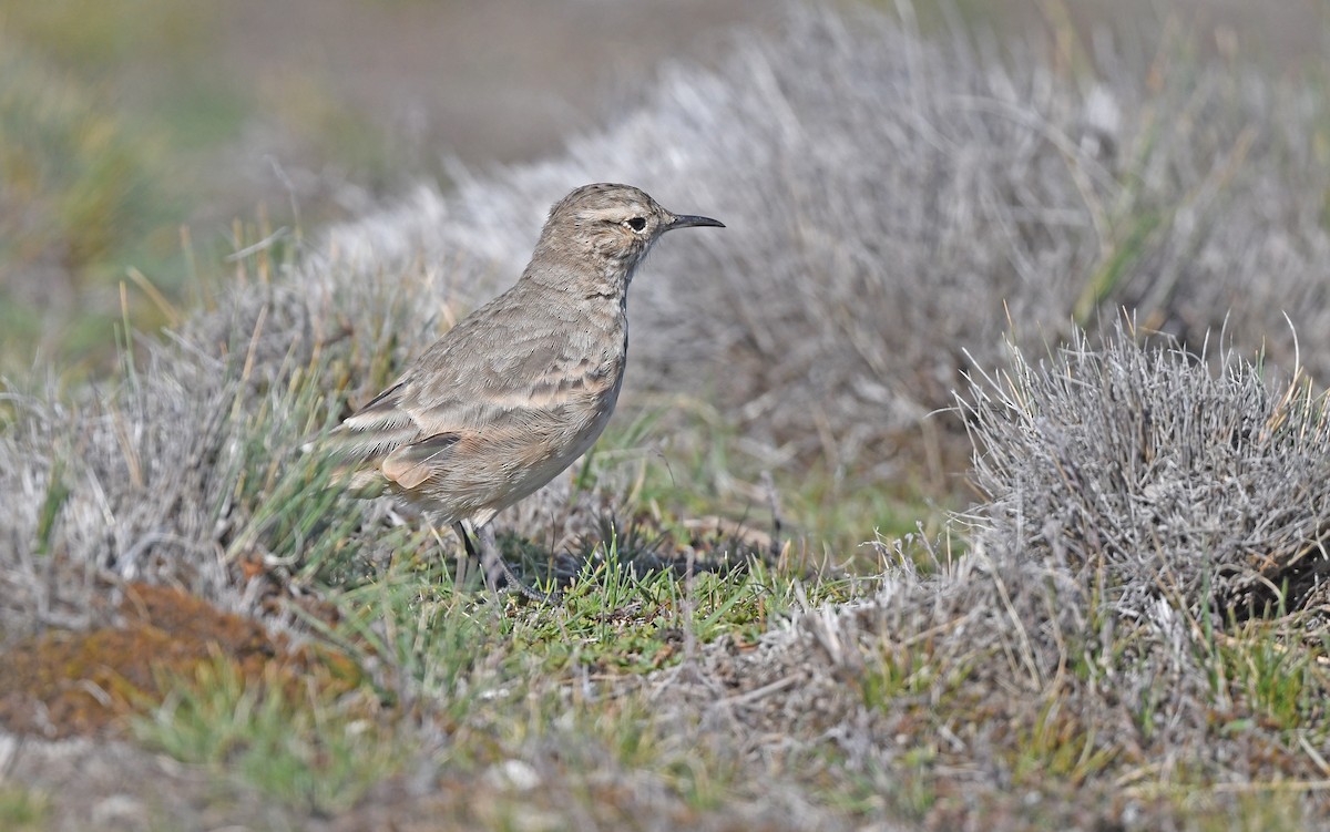 Common Miner (Patagonian) - ML617130553