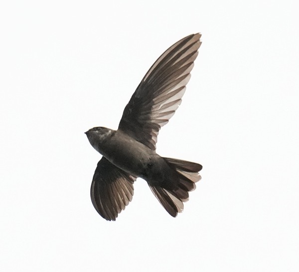 Indian Swiftlet - ML617130631