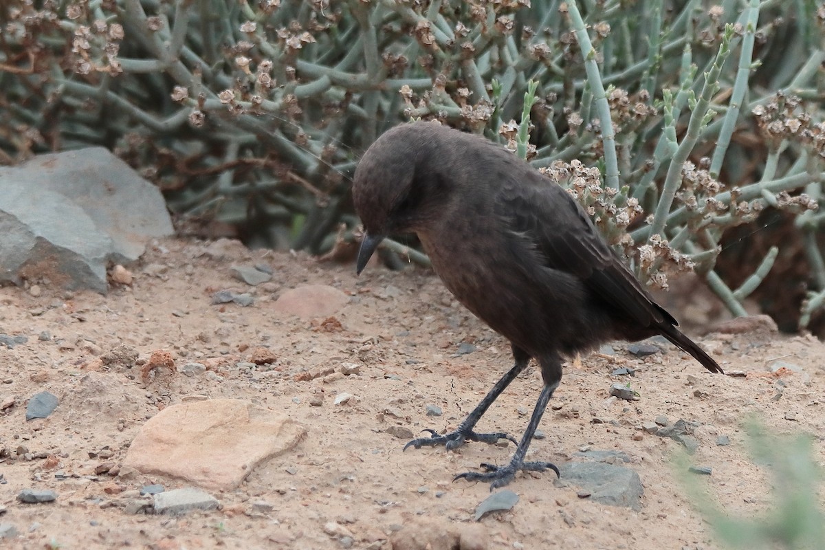 Southern Anteater-Chat - ML617130650