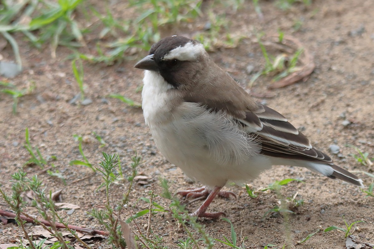White-browed Sparrow-Weaver - Johan Heyns