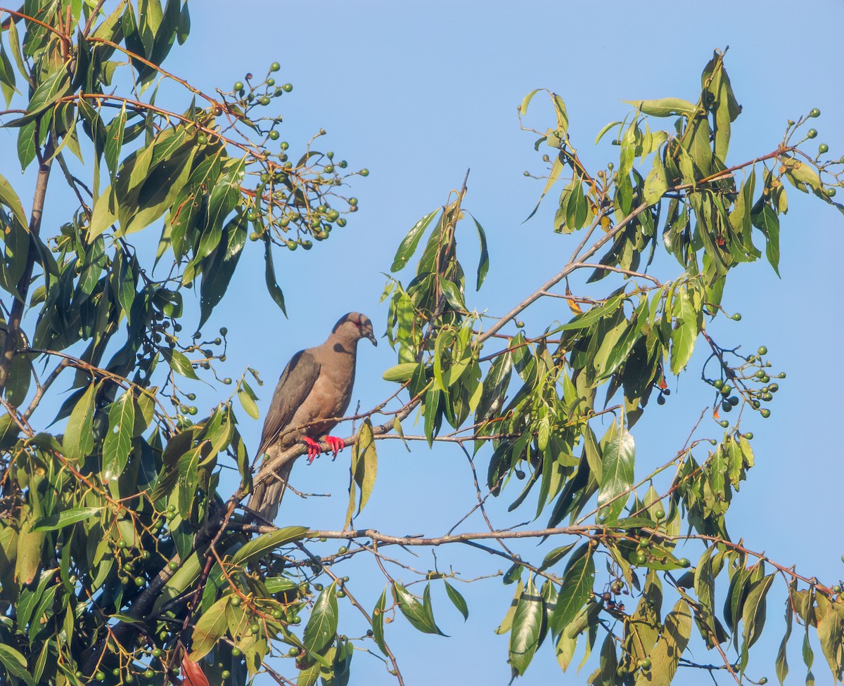 Ring-tailed Pigeon - ML617130792