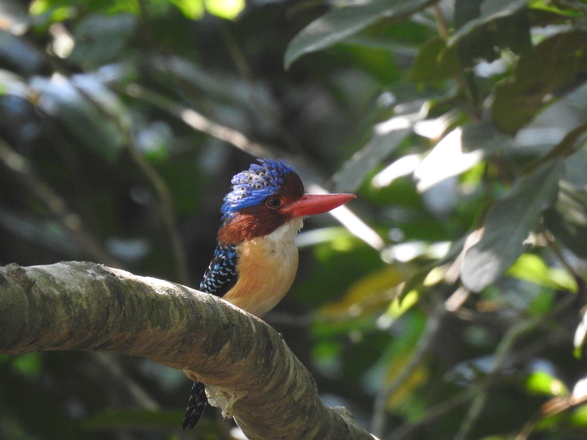Banded Kingfisher (Banded) - ML617130927