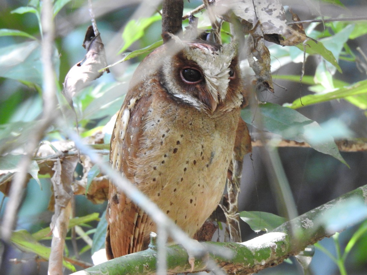 White-fronted Scops-Owl - ML617130961