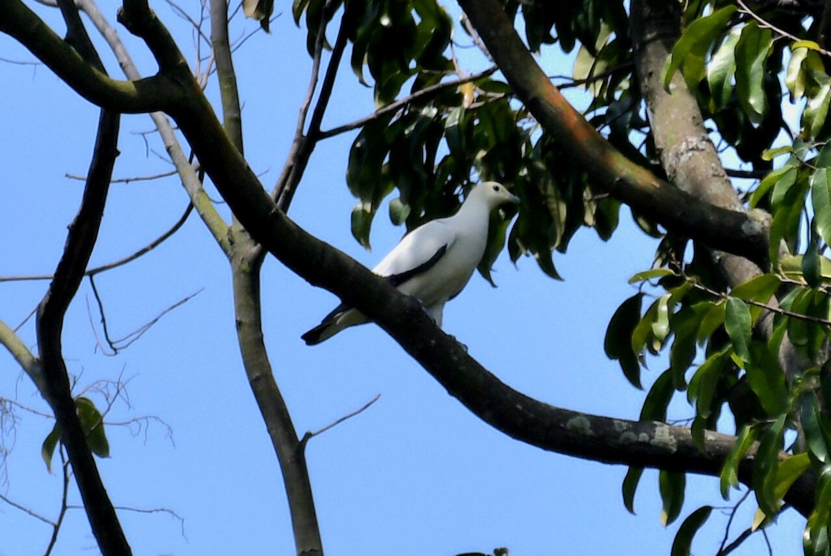 Pied Imperial-Pigeon - ML617130962