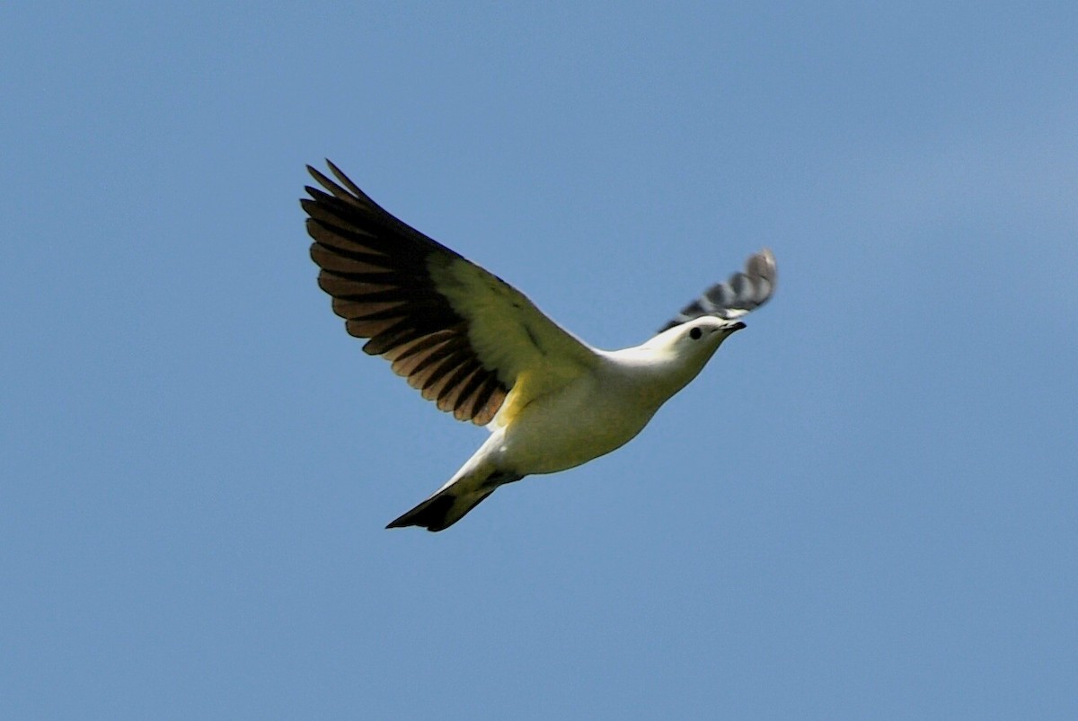 Pied Imperial-Pigeon - ML617130963