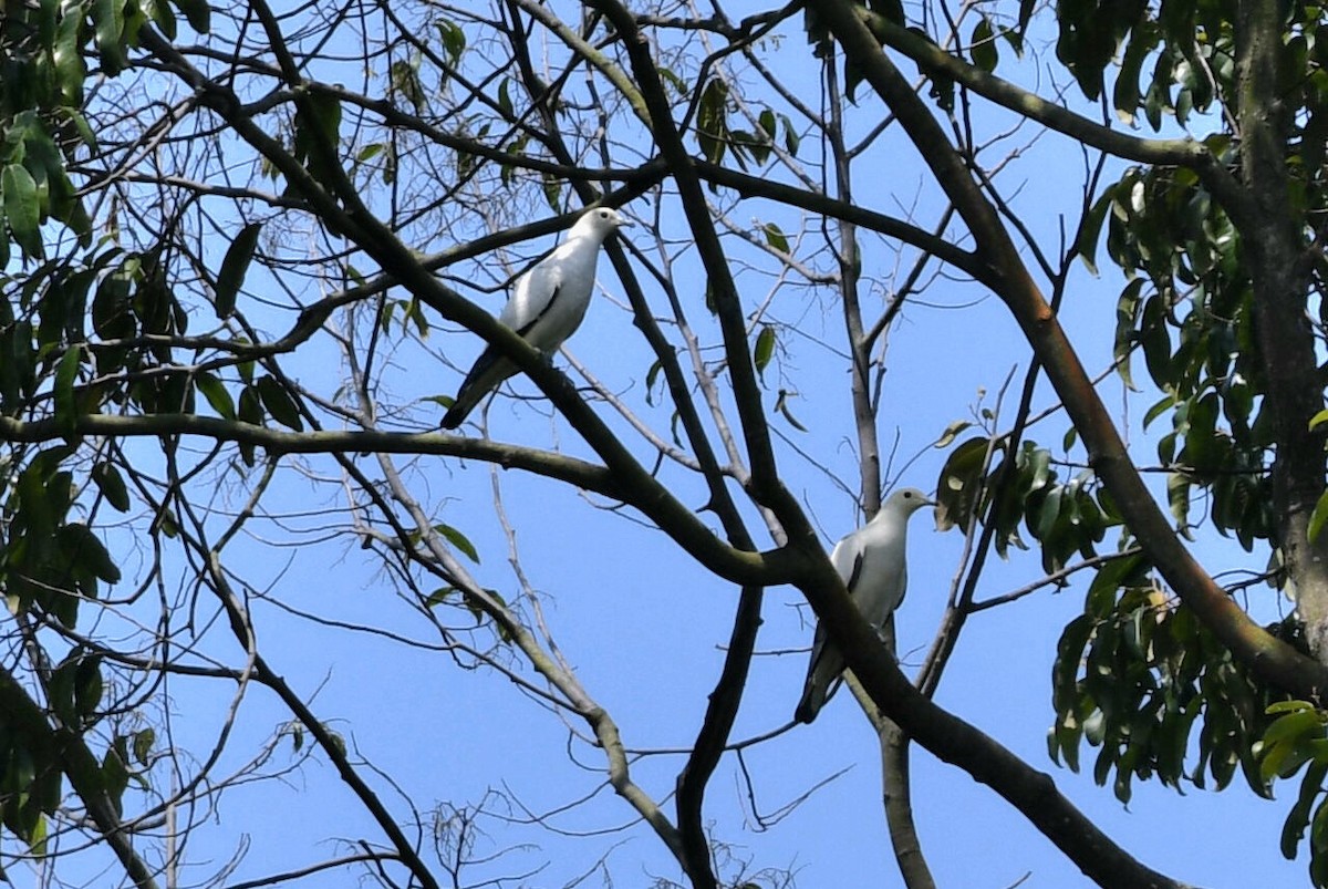 Pied Imperial-Pigeon - ML617130964