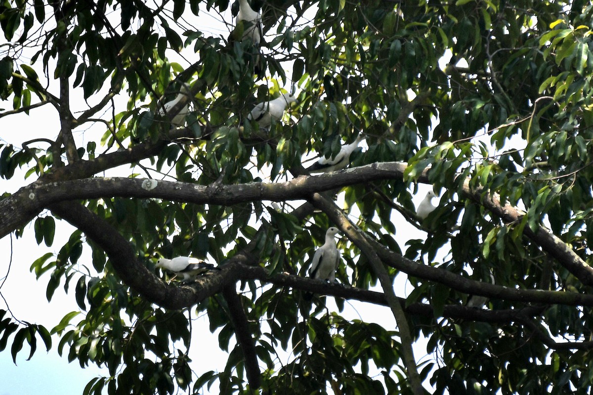 Pied Imperial-Pigeon - ML617130967