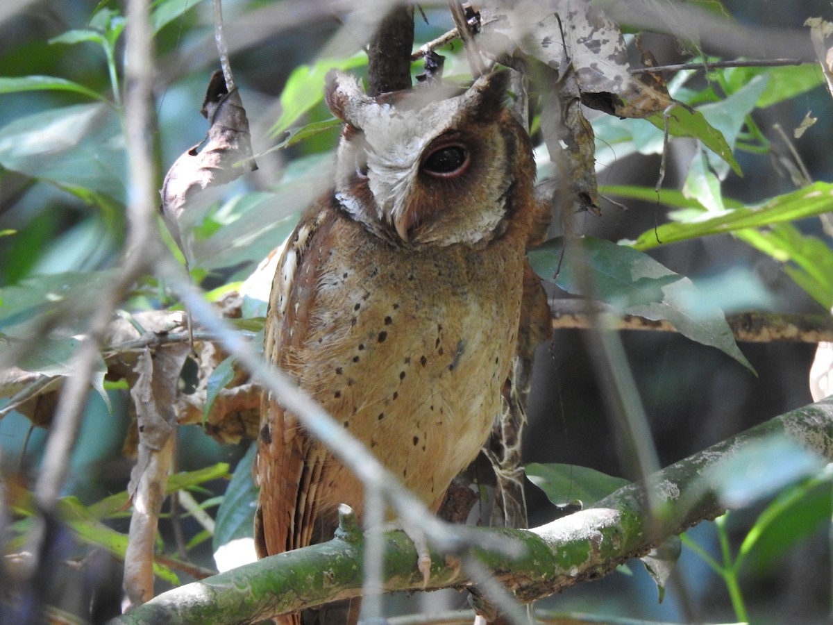 White-fronted Scops-Owl - ML617130970
