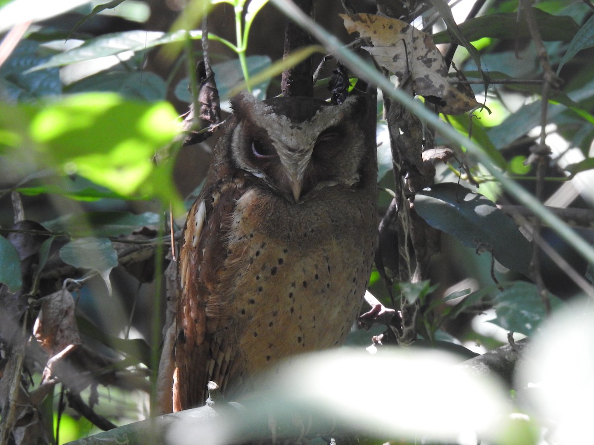 White-fronted Scops-Owl - ML617130994