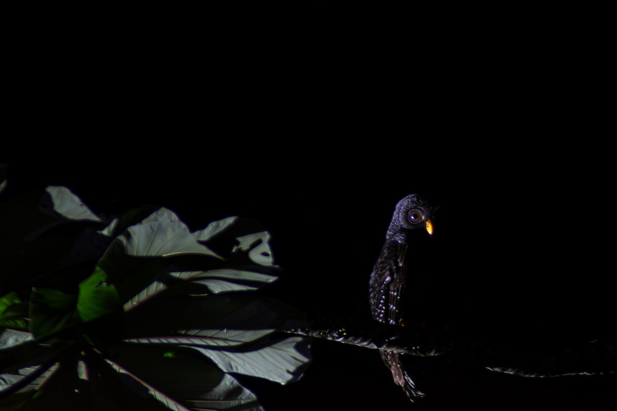 Black-banded Owl - ML617131081
