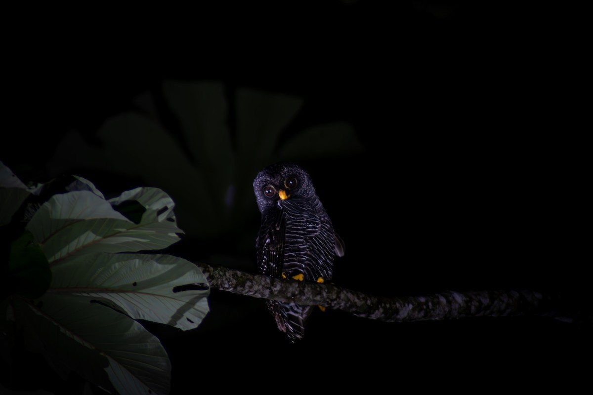 Black-banded Owl - ML617131082