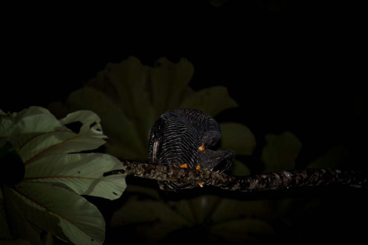 Black-banded Owl - ML617131083