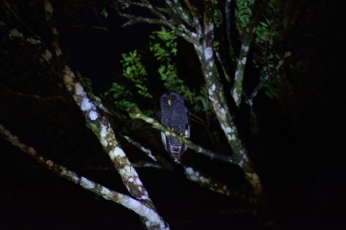 Black-banded Owl - ML617131084