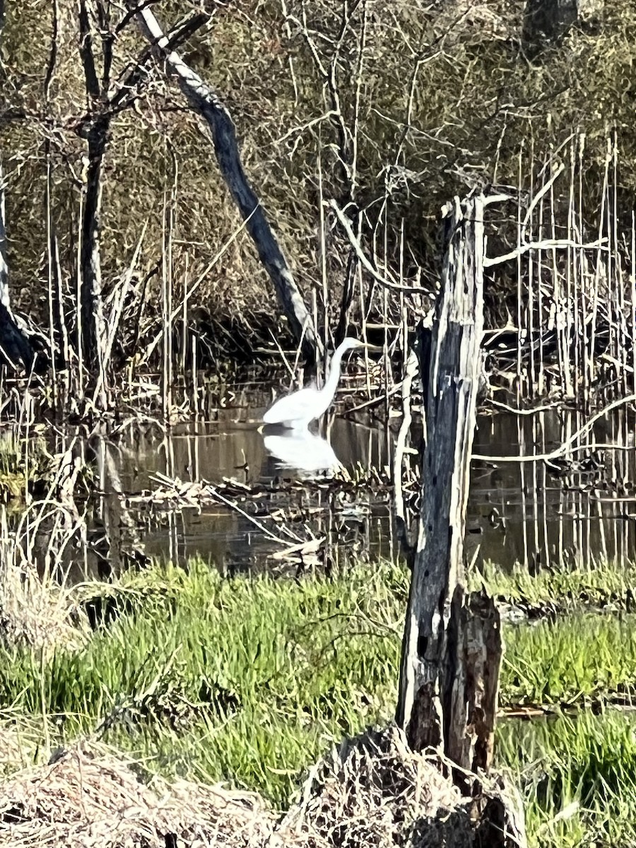 eBird Checklist - 9 Apr 2024 - Millennium Park - 27 species